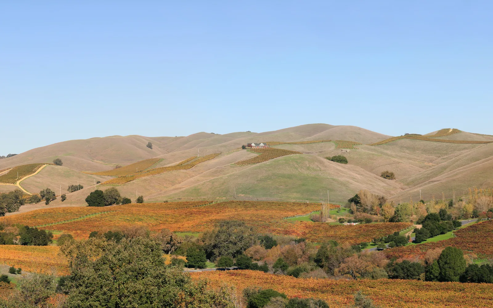 Panoramic landscape of vineyard rows in Napa Valley wine country, California